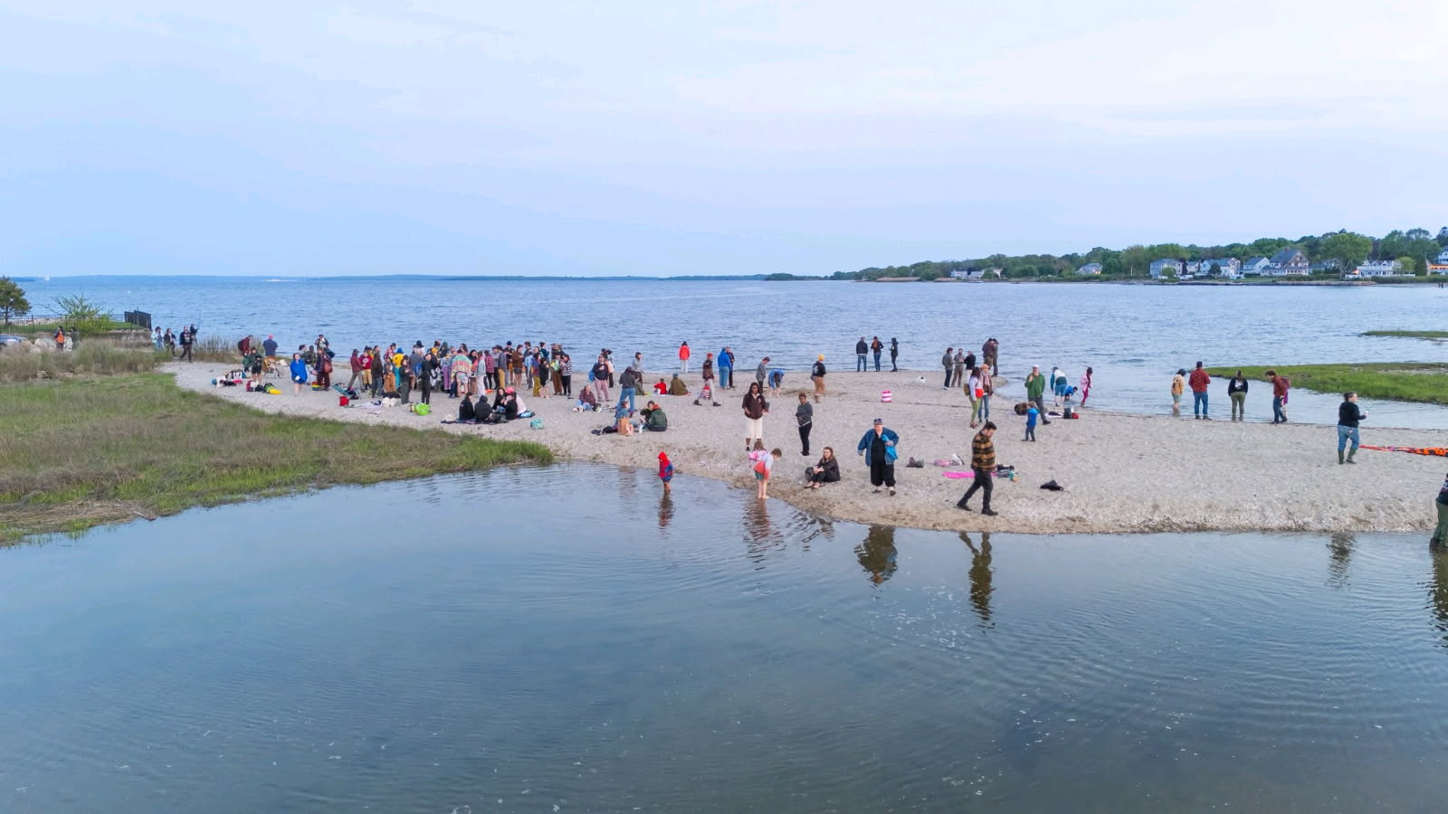 Horseshoe crabs spawning at the potluck